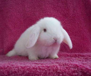 Child-Rabbit