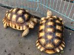 เต่า sulcata. ขายเต่ามัลดีฟ