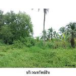 ขายที่ดินว่างเปล่า ต.เลม็ด อำเภอไชยา จังหวัดสุราษฎร์ธานี