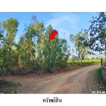 ขายที่ดินว่างเปล่า ต.โพนงาม อ.โกสุมพิสัย จ.มหาสารคาม