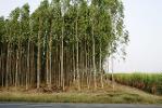 ขายที่สวนยูคาลิปตัส เนื้อที่ 20 ถึง 50 ไร่ ต.ลาดตะเคียน  จ.ปราจีน