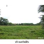 ขายที่ดินว่างเปล่า ต.เลม็ด อำเภอไชยา จังหวัดสุราษฎร์ธานี