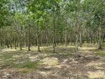 ขายที่ดิน42ไร่ 8ล้าน ต.หนองพันทา อ.โซ่พิศัย บึงกาฬ