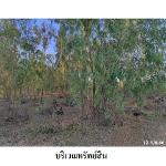 ขายที่ดินว่างเปล่า ต.โพนงาม อ.โกสุมพิสัย จ.มหาสารคาม