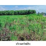ขายที่ดินว่างเปล่า  ต.หนองคู อ.เมืองยโสธร จ.ยโสธร