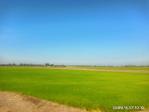 ขายที่ติดแม่น้ำบางปะกง 24 ไร่เศษ  ต.บางยาง อ.บ้านสร้าง จ.ปราจีนบุ