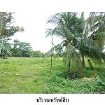 ขายที่ดินว่างเปล่า ต.เลม็ด อำเภอไชยา จังหวัดสุราษฎร์ธานี