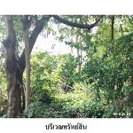 ขายที่ดินว่างเปล่า ถ.สงขลา-นาทวี ต.จะโหนง  อ.จะนะ จ.สงขลา