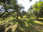 ที่ดินแม่ทาแปลงสวยเหมาะทำบ่านสวนราคาต่อรองได้อีก