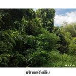 ขายที่ดินว่างเปล่า ถ.สงขลา-นาทวี ต.จะโหนง  อ.จะนะ จ.สงขลา