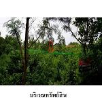 ขายที่ดินว่างเปล่า ถ.สายชัยภูมิ-ตาดโตน ต.รอบเมือง อ.เมือง จ.ชัยภู
