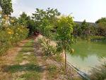 ขายที่ดินบ้านสวน12ไร่2งาน 12ล. ถนนใหญ่3017 พัฒนานิคม ลพบุรี